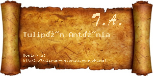 Tulipán Antónia névjegykártya